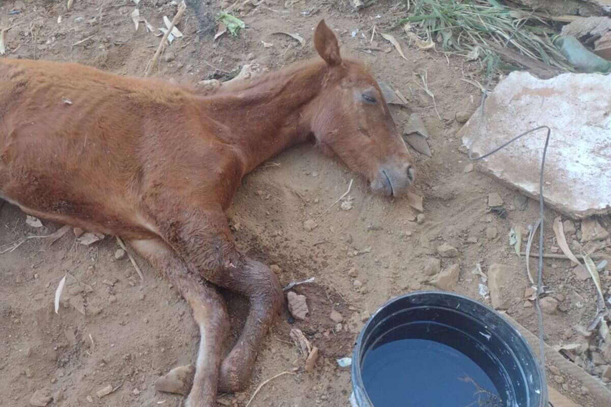 DF: adolescentes forçam potro a correr, e animal sofre fratura exposta