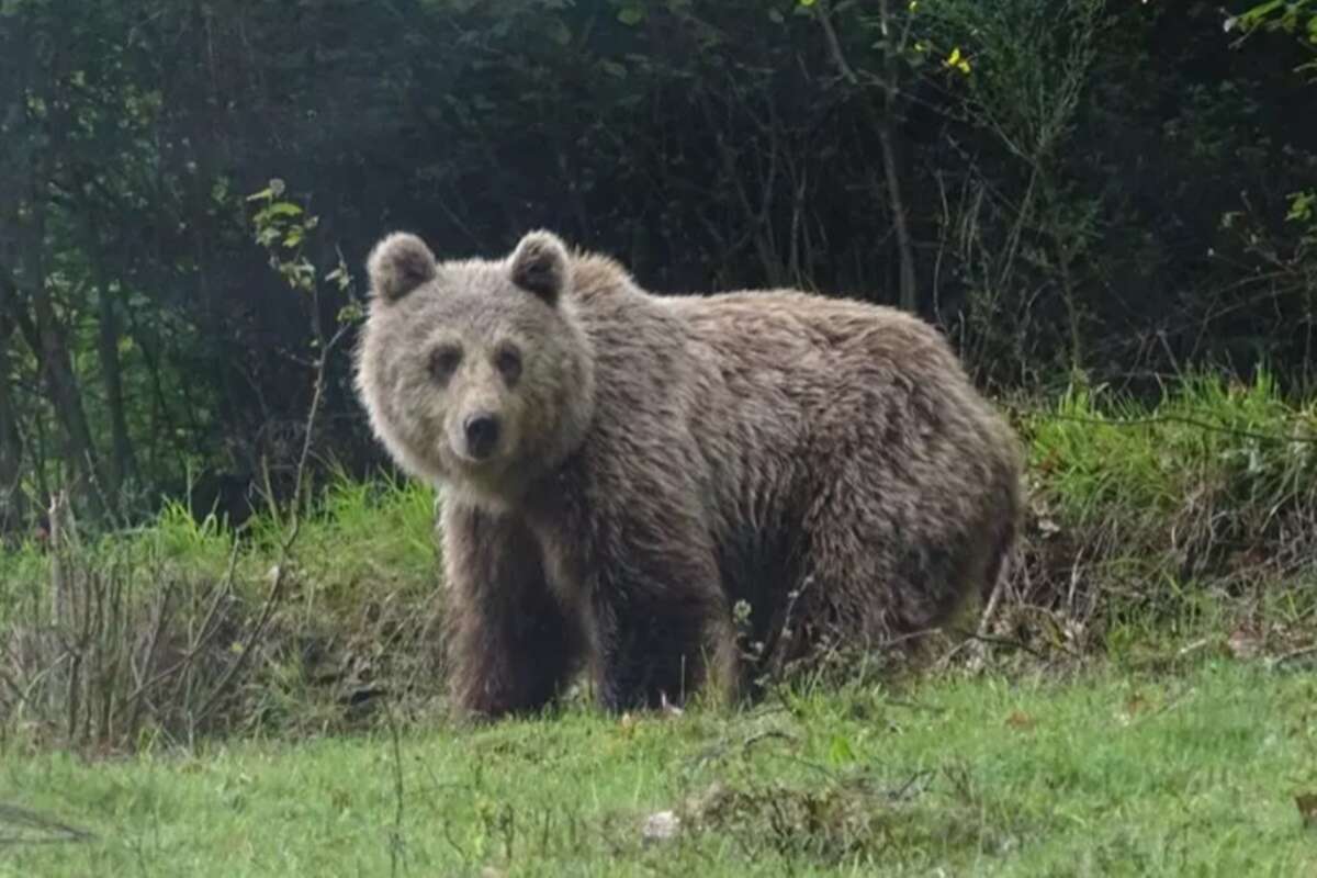 Caçador é julgado na França por matar ursa acompanhada de filhotes