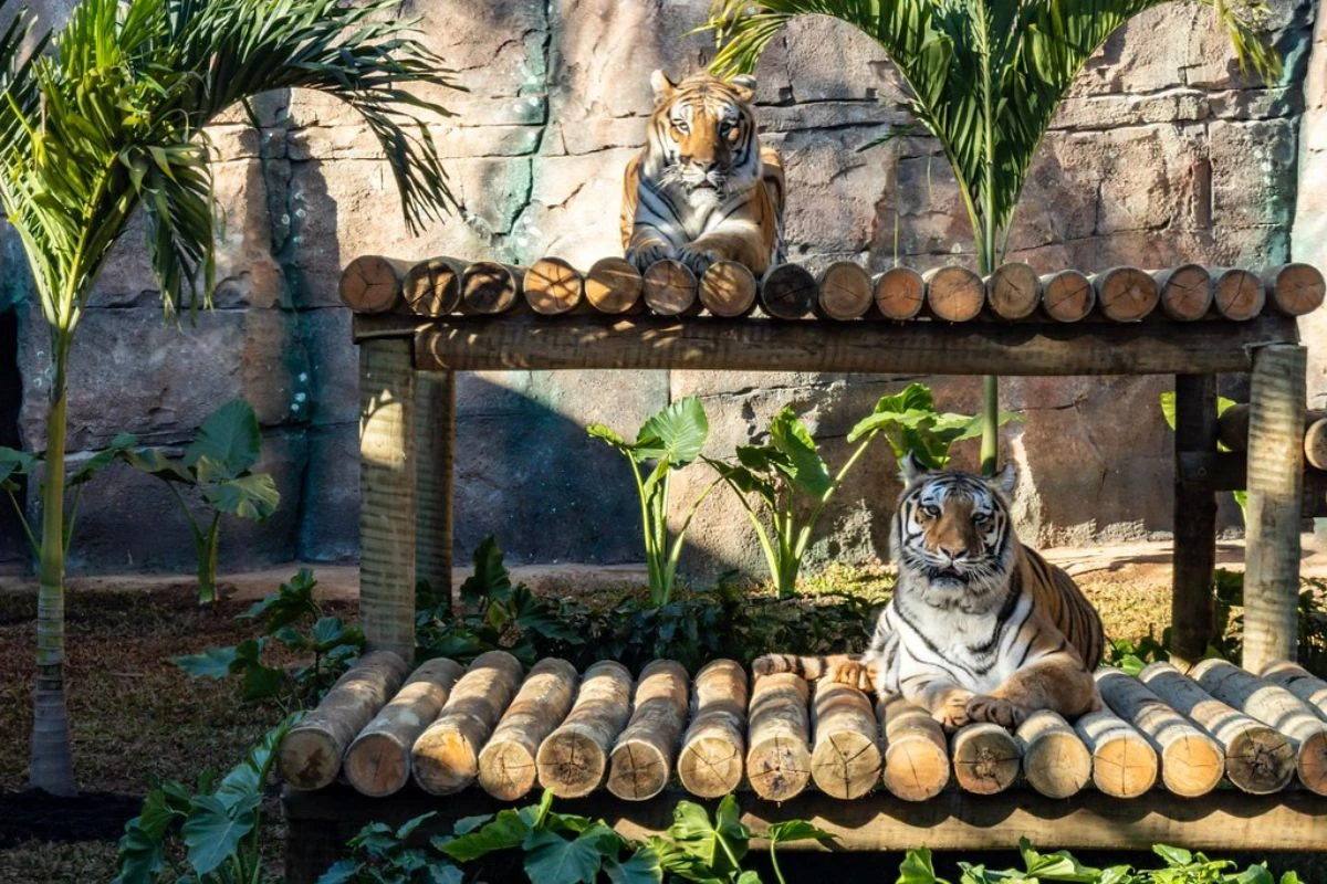 Vídeo: casal de tigres-de-bengala são os novos moradores do zoo de SP