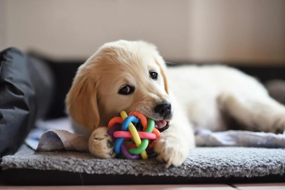 Quanto tempo de brincadeira o seu pet precisa, de acordo com a idade