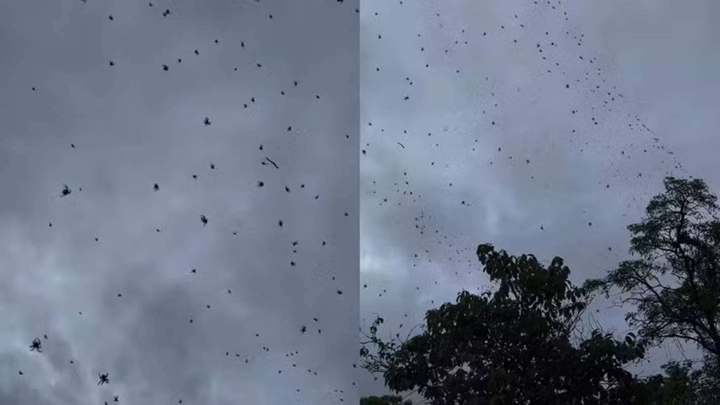 Vídeo: “chuva de aranhas” em MG viraliza; entenda o fenômeno