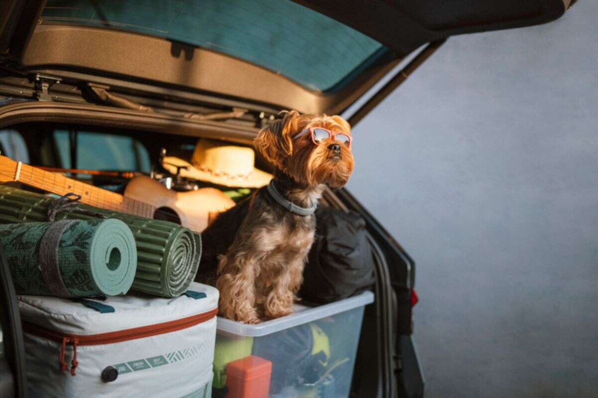 Pegando estrada com o seu pet? Saiba os cuidados que você deve tomar