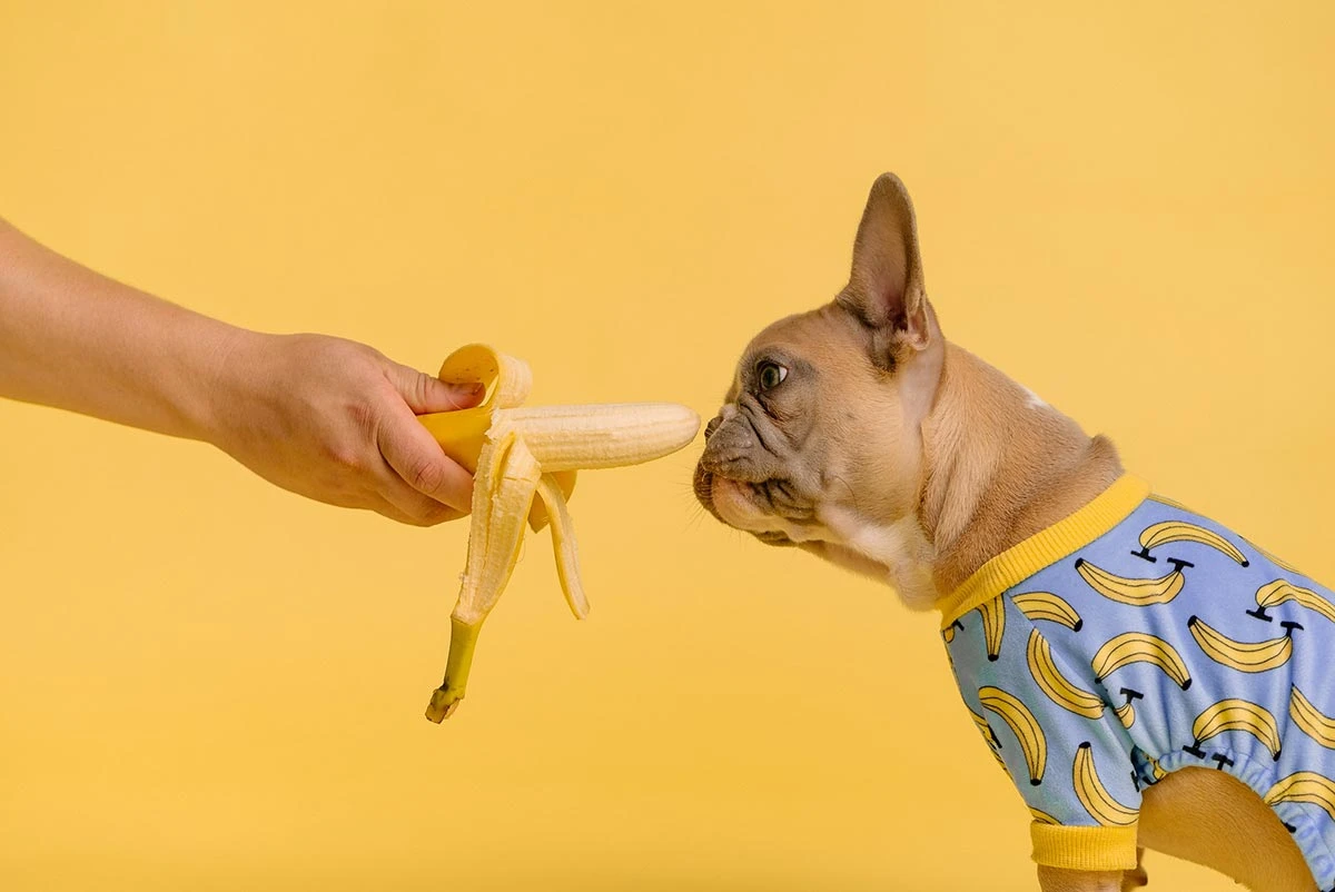 Quatro frutas que o seu cachorro não pode comer de jeito nenhum