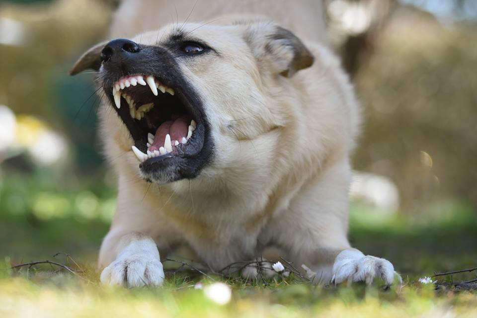 Idosa de 80 anos é morta por pit-bull que ajudava a cuidar