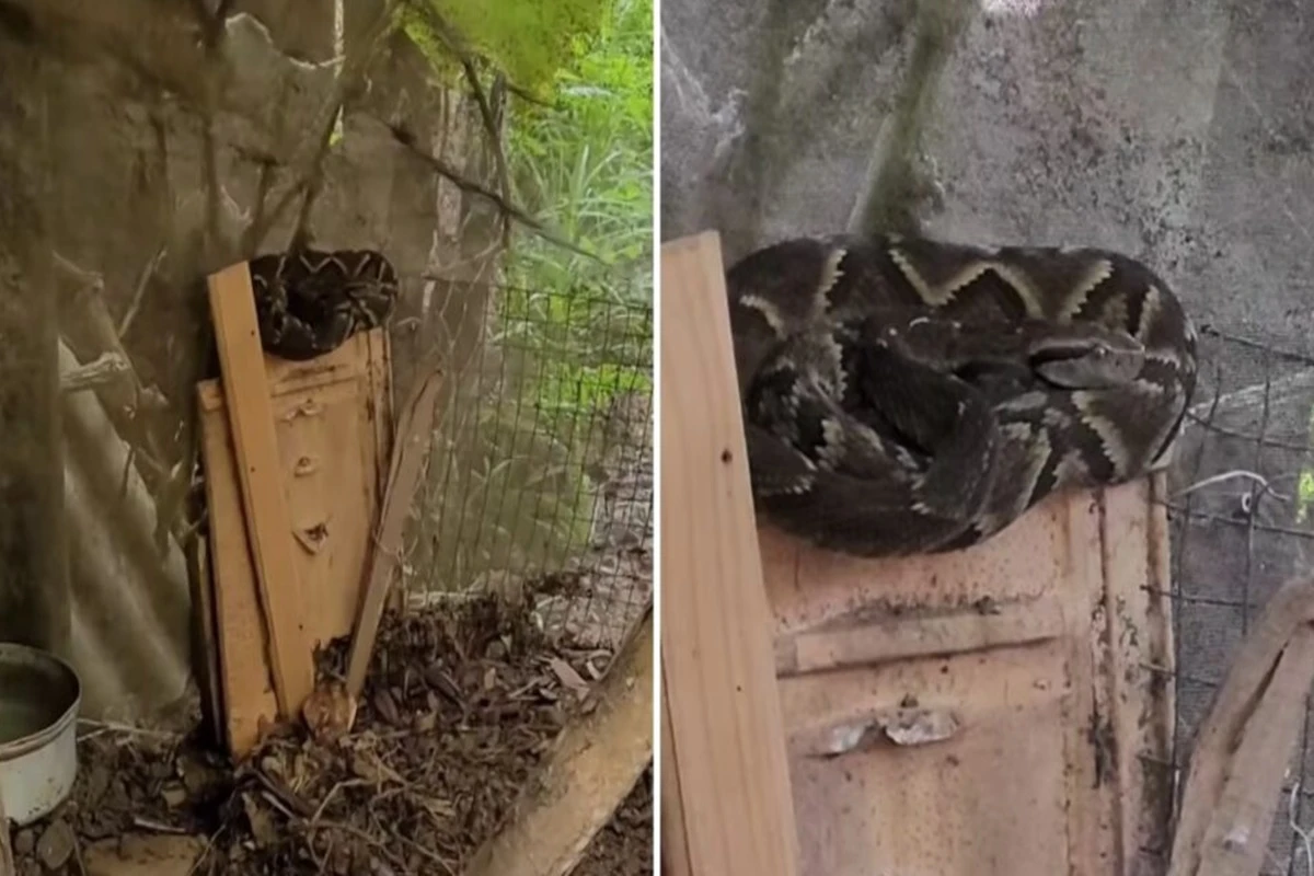 Cobra entre as mais venenosas do Brasil é encontrada em galinheiro
