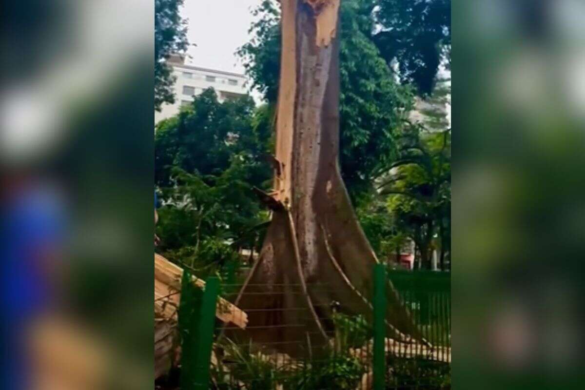 Árvore centenária do Largo do Arouche desaba após chuvas desta quarta