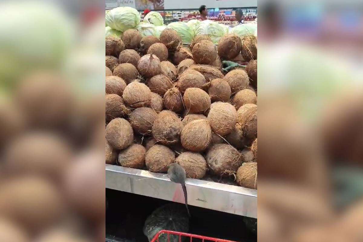 Vídeo: clientes flagram ratos filando “ceia de Natal” em mercado do DF