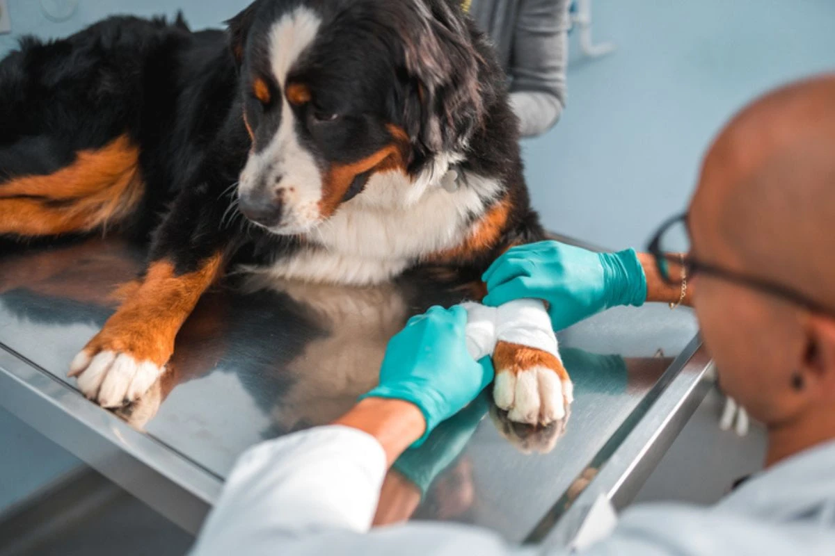 Confira cuidados essenciais para reduzir o risco de câncer em cães