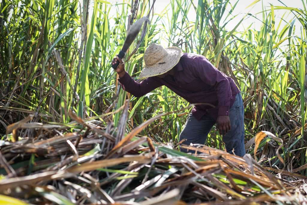 Rápido: Um Nobel para o Brasil (por Roberto Caminha Filho)