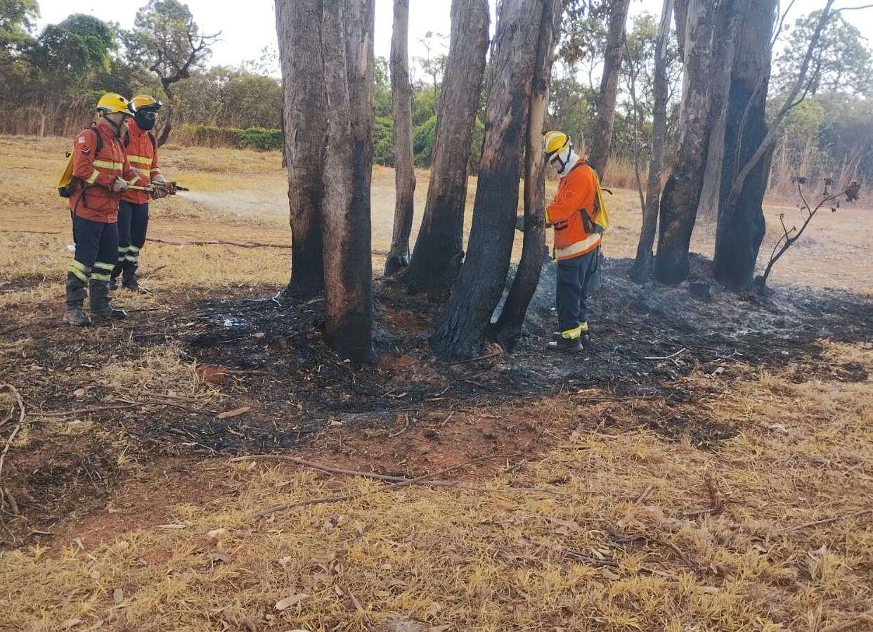 Delegado aposentado prende homem que colocava fogo em mata no DF