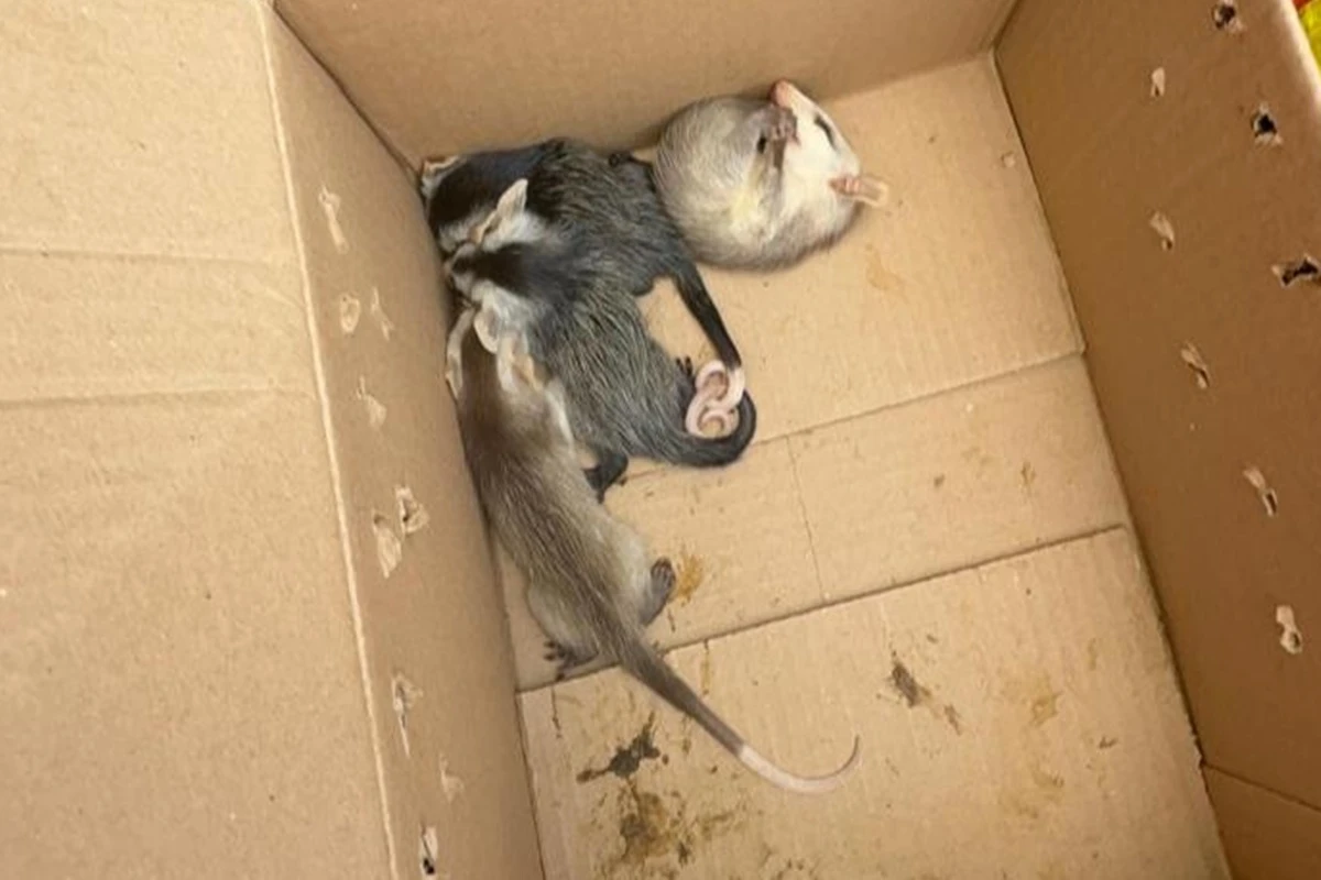 Filhotes de saruê são resgatados em casa no Jardim Botânico