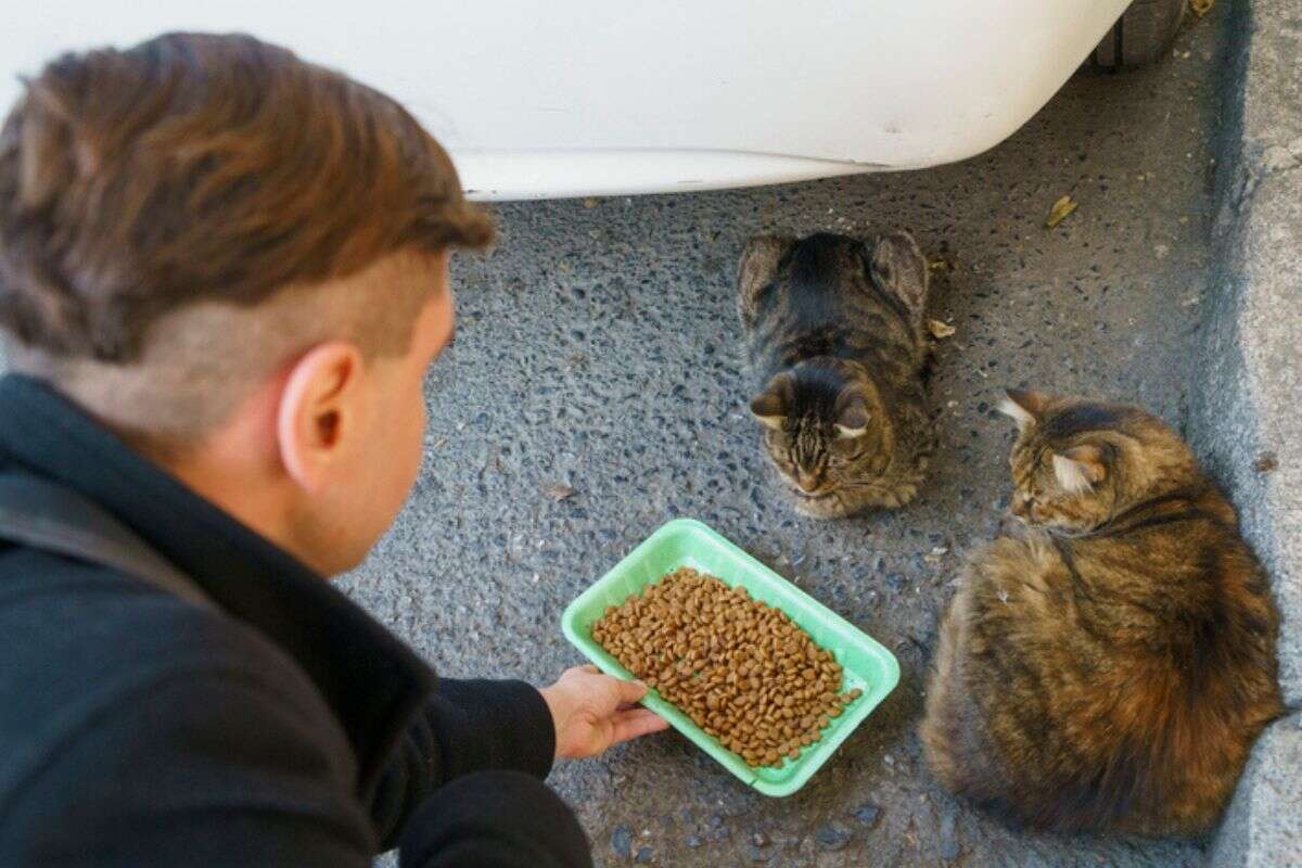 Homem se revolta com vizinhos ao ser vetado de alimentar gatos de rua