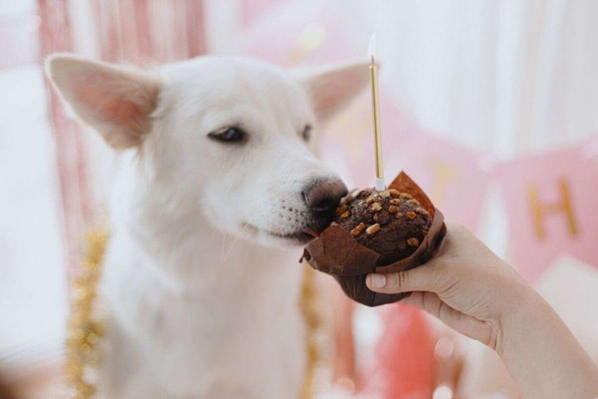 Seu cão está fazendo aniversário? Saiba como organizar uma “festa pet”