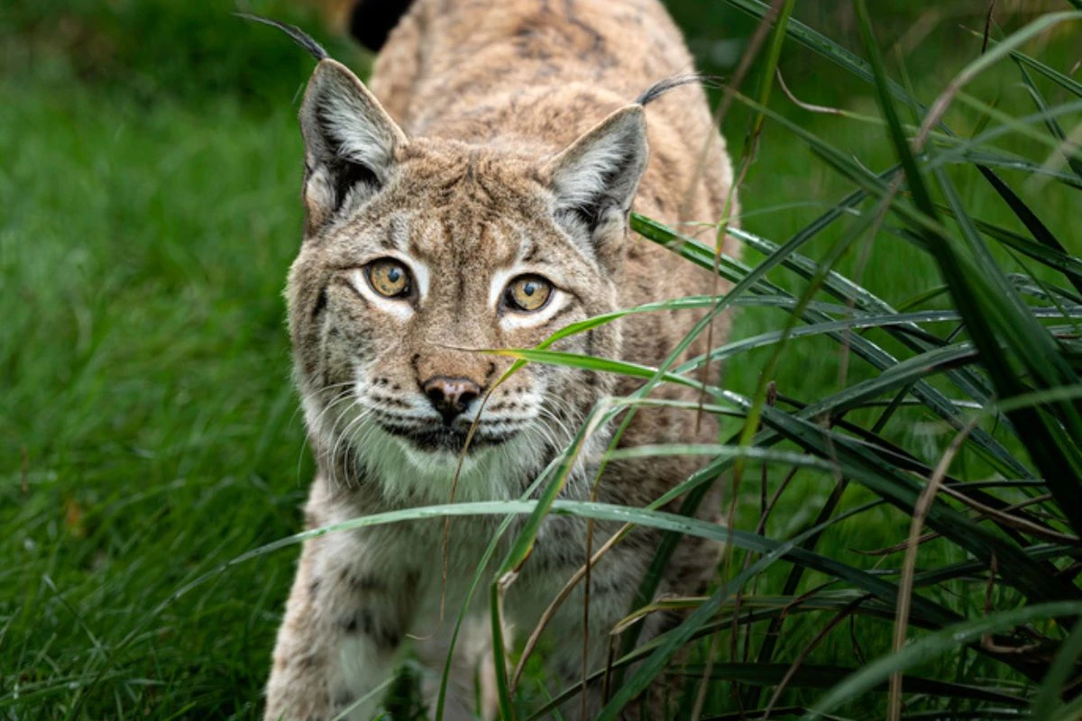 Zoo causa revolta ao pedir doação de pets para alimentar predadores