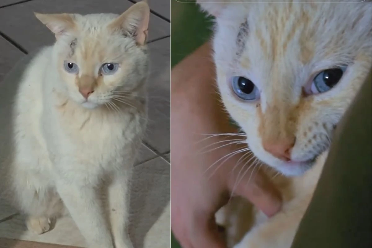 Tutor desconfia de “traição” e descobre que gato tem 4 famílias