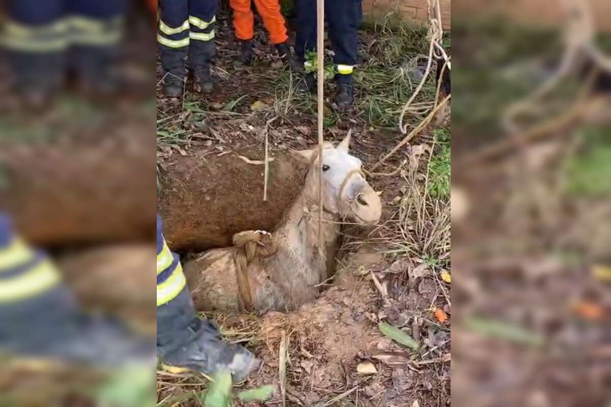 Vídeo: cavalo é içado após cair e ficar entalado em vala no DF