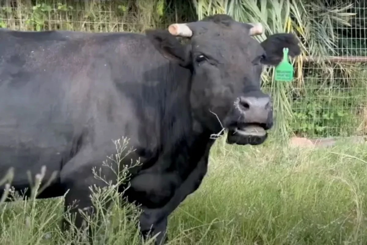 Vaca foge de matadouro dias antes de abate e encontra novo lar