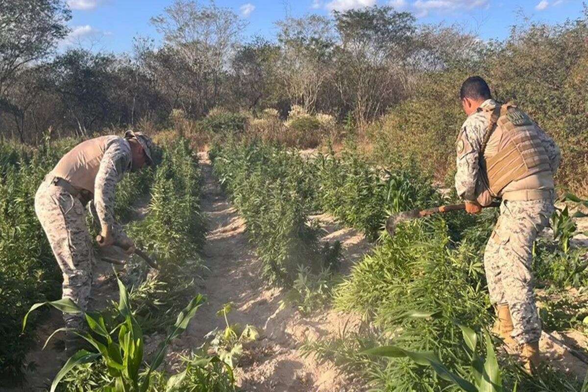 Polícia apreende 25 mil pés de maconha geneticamente modificada