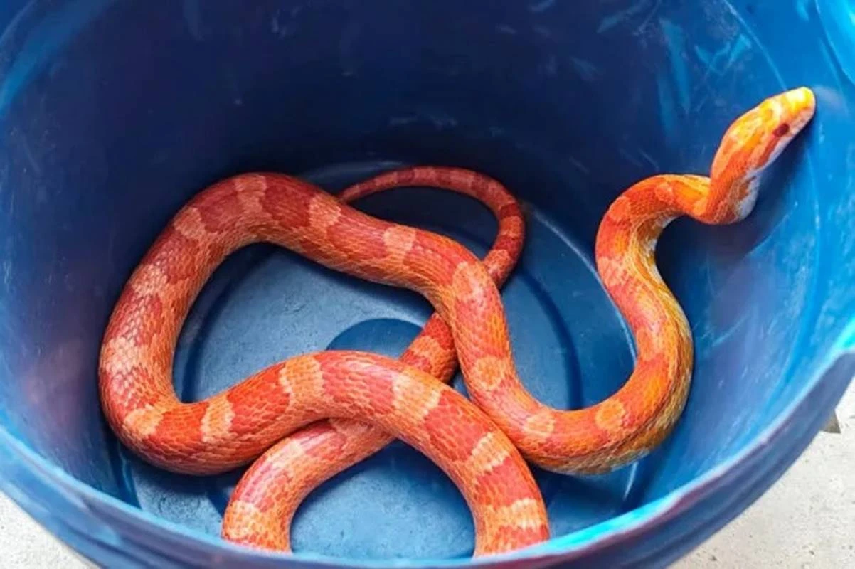 Serpente exótica de cor laranja é capturada em residência