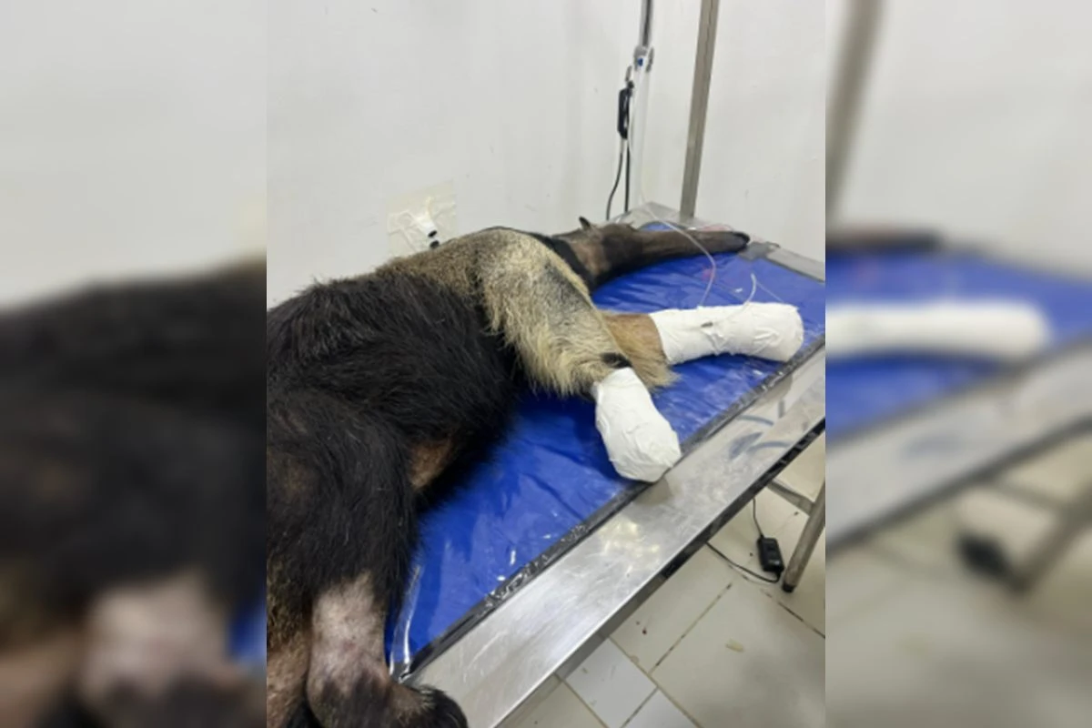 Tamanduá atropelado se recupera bem e poderá voltar à natureza