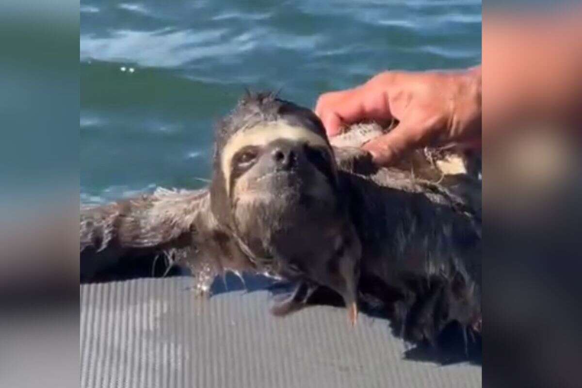 Bicho-preguiça à deriva no mar é resgatado no litoral de SP. Vídeo