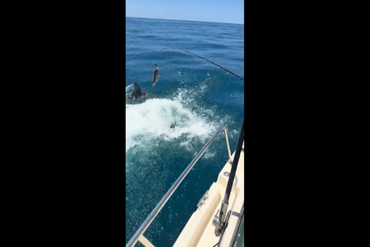 Susto: homem dá de cara com tubarão ao pular no mar. Vídeo