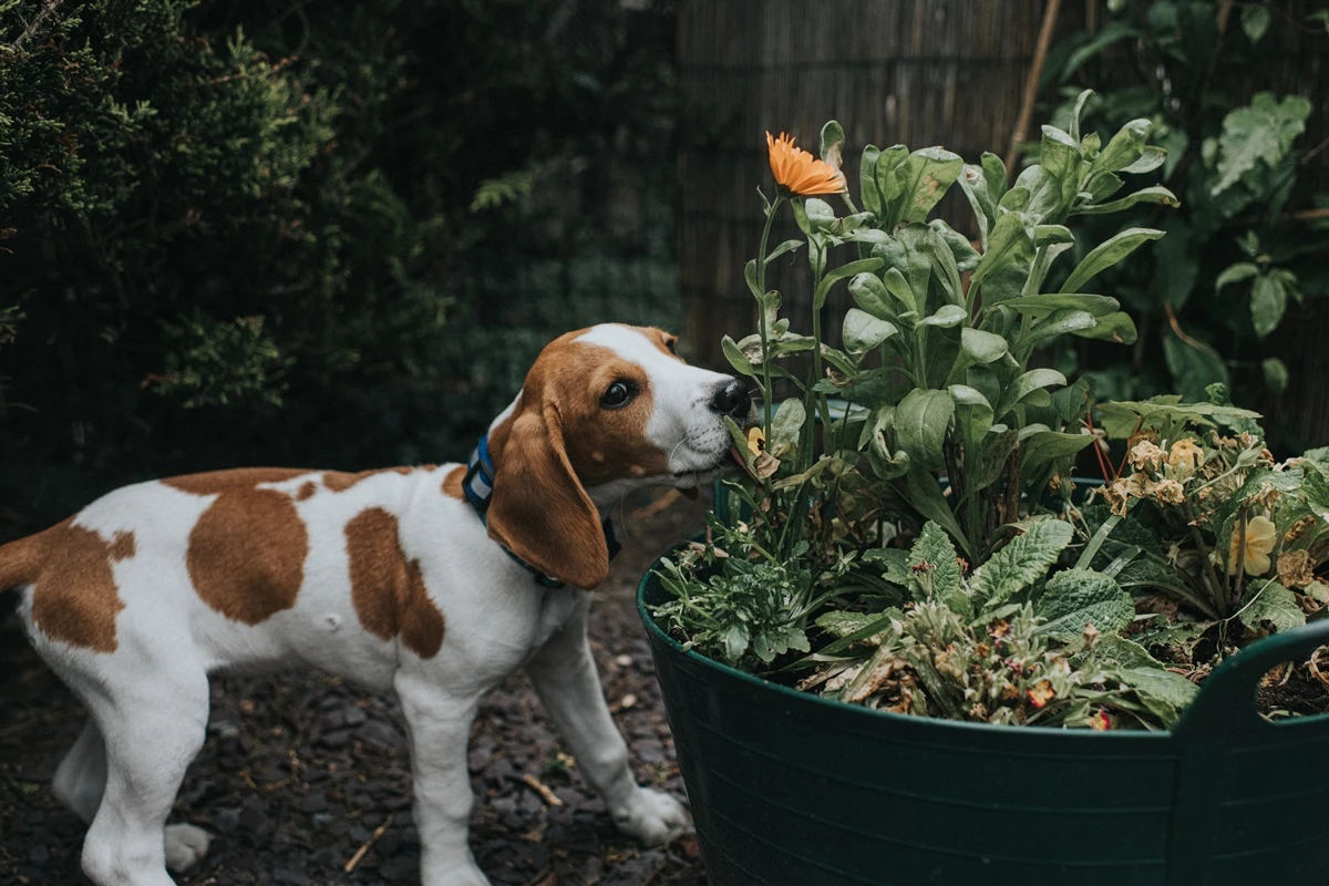 10 plantas comuns que são um risco para pets; veterinária explica