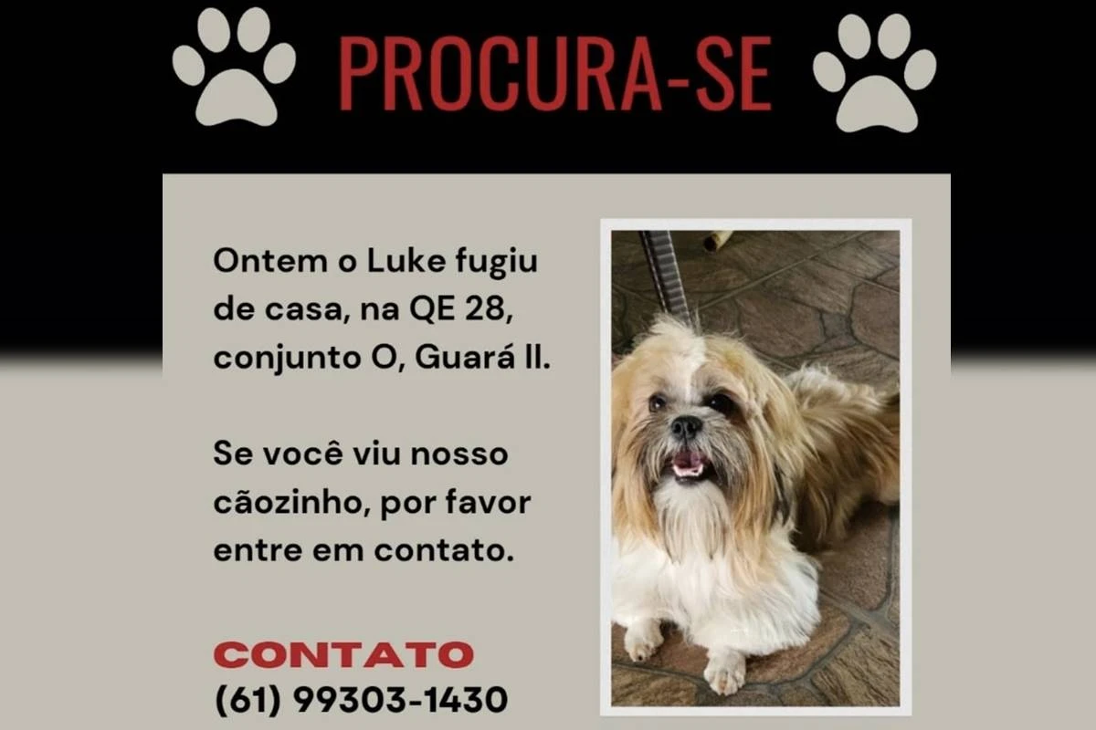 Onde está Luke? Família do Guará procura por cachorrinho desaparecido