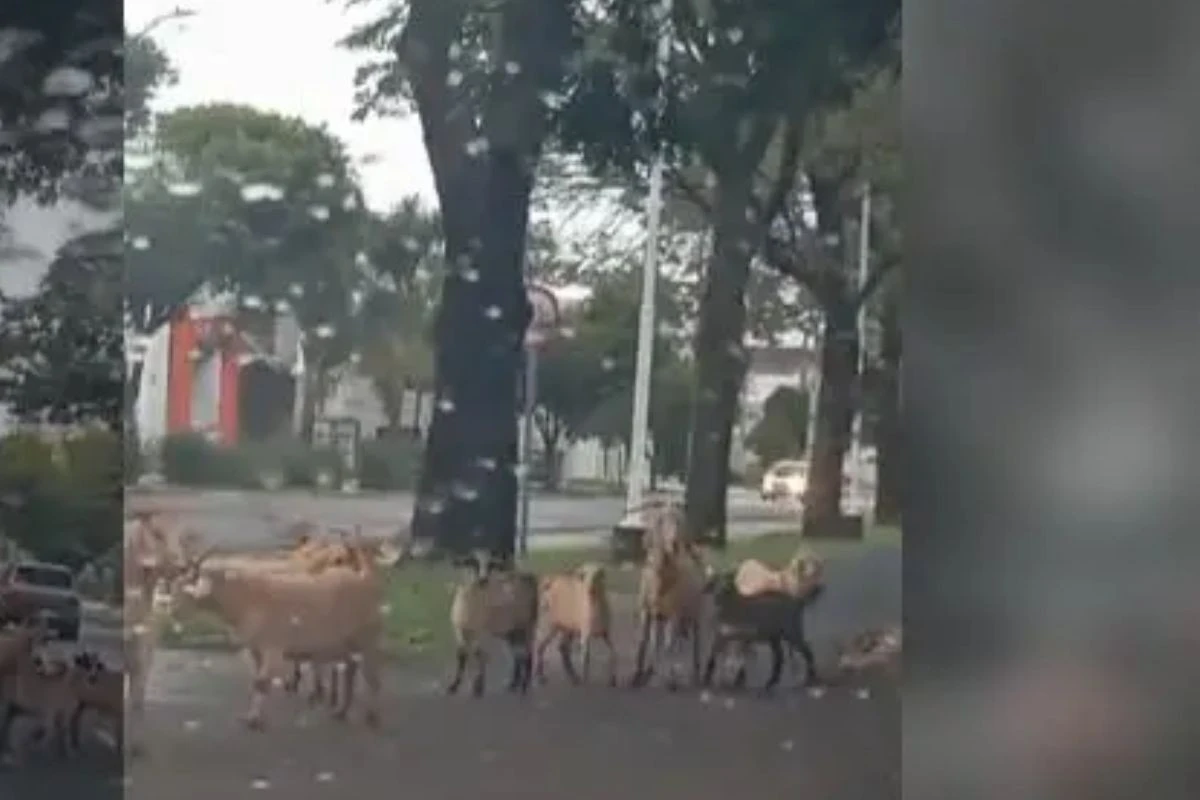 Vídeo: cabritos pastam no meio de avenida e param trânsito em Maringá