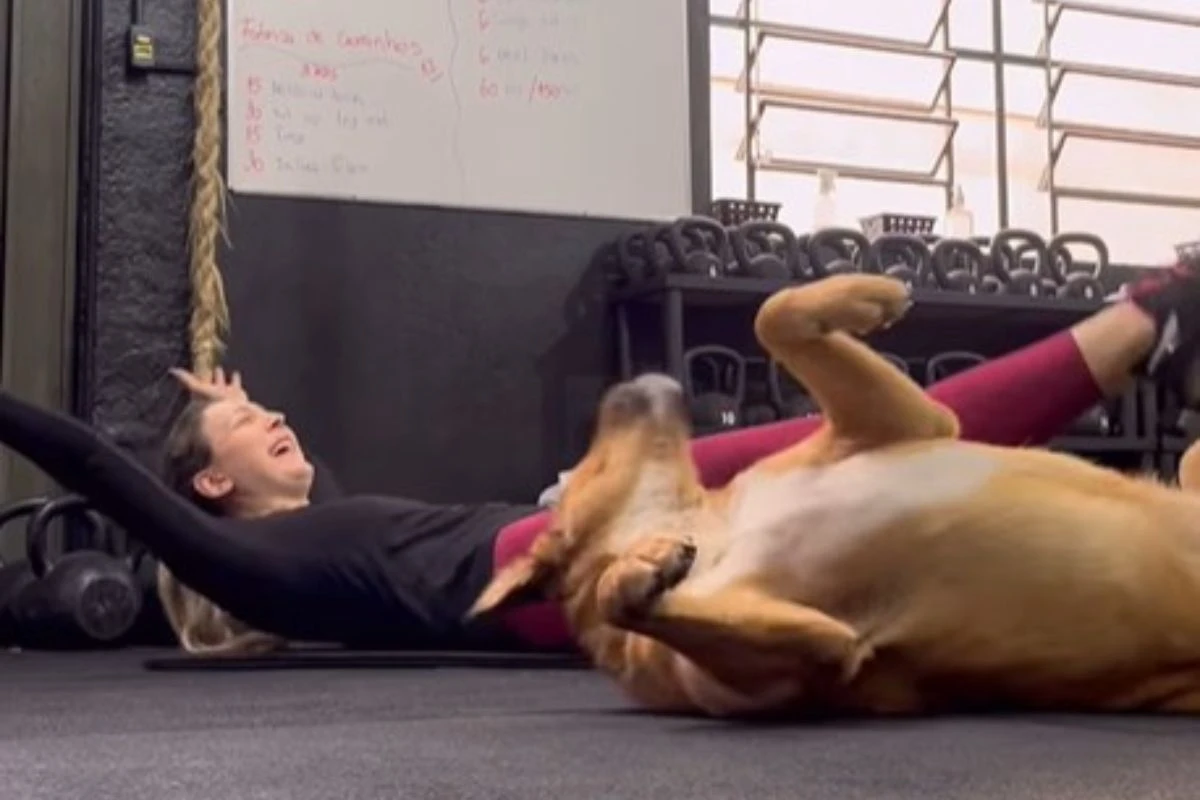 Vira-lata rouba a cena ao imitar treinos em academia pet friendly