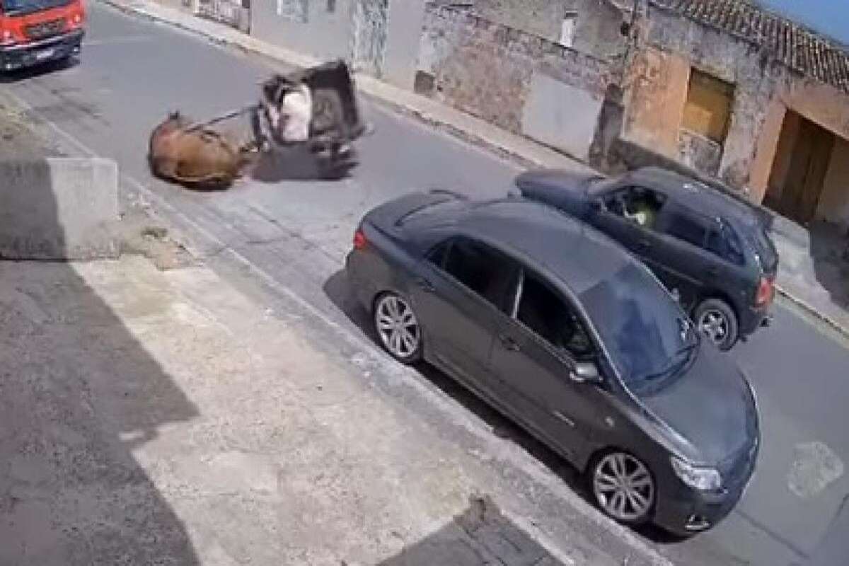 Vídeo: cavalo usado para puxar carroça cai devido ao excesso de peso