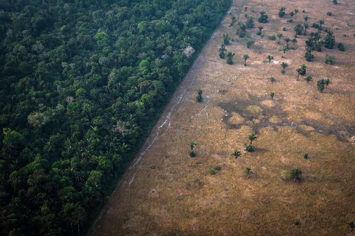 Amazônia e Cerrado reduzem devastação em 2024; veja os outros biomas