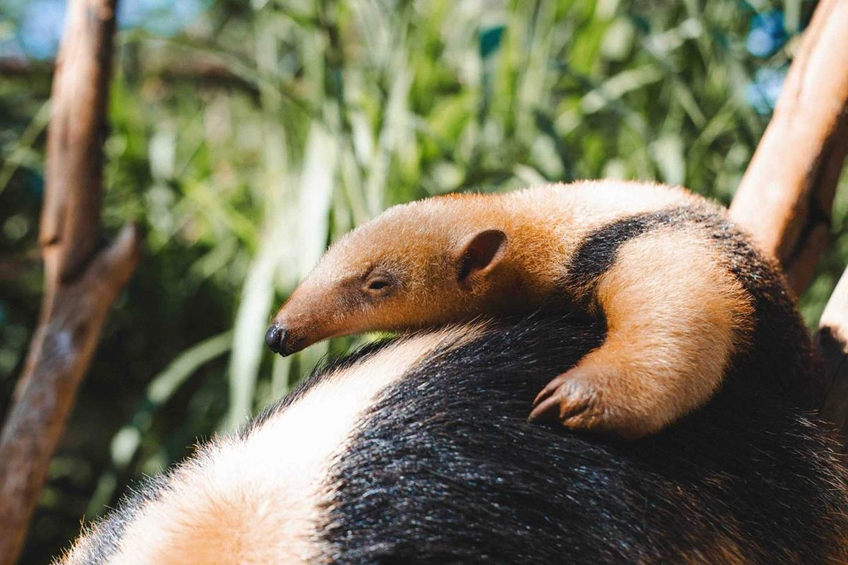 Zoo divulga nome escolhido para filhote de tamanduá-mirim. Veja qual