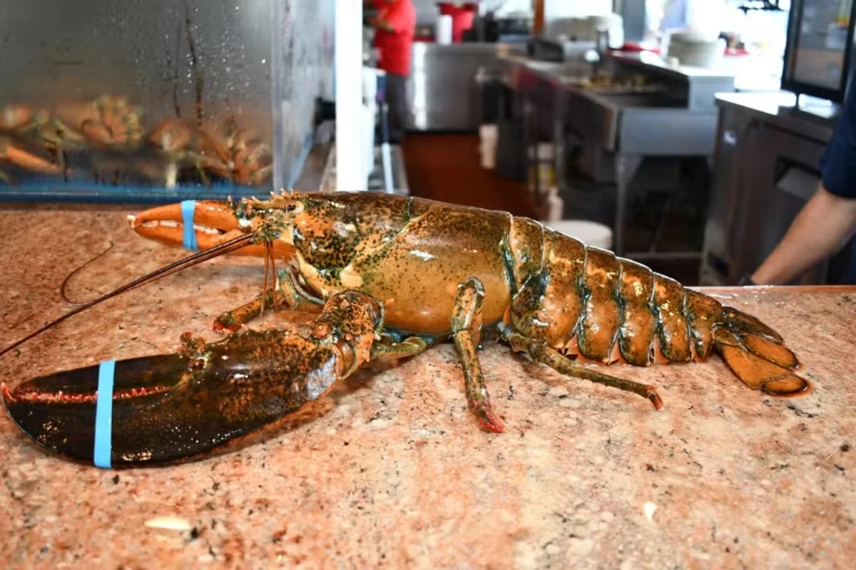 Lagosta de 110 anos é solta após ser esquecida em restaurante nos EUA
