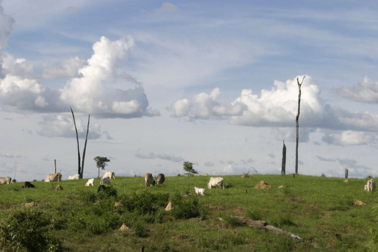 Amazônia: mais de 90% do desmatamento em 39 anos foi para abrir pastos