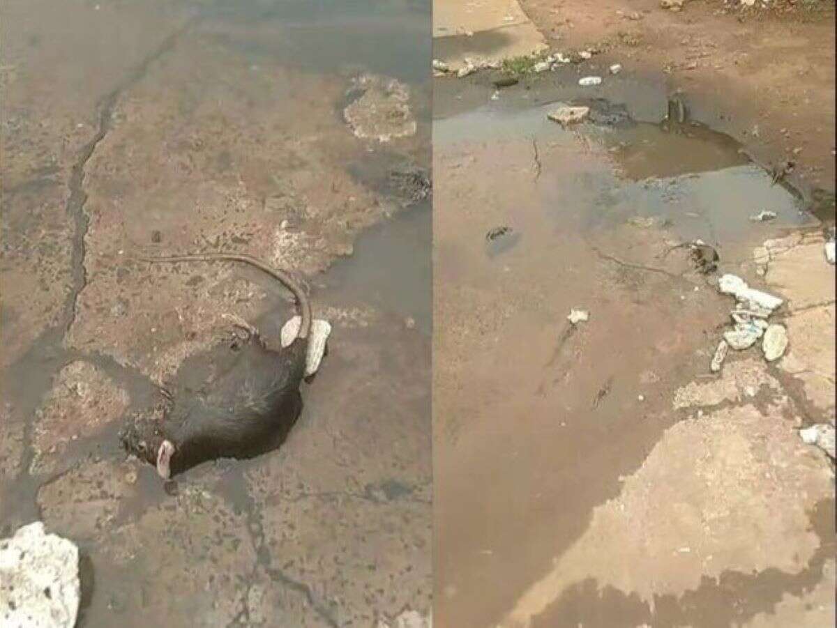 Vídeo. Ratazanas mortas são flagradas em rua após esgoto estourar