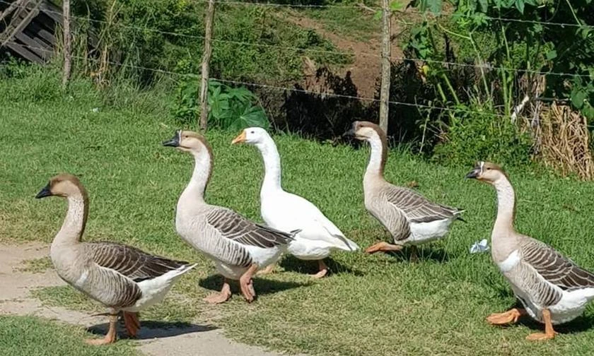 Fazendeiro é condenado após deixar 170 gansos morrerem de fome