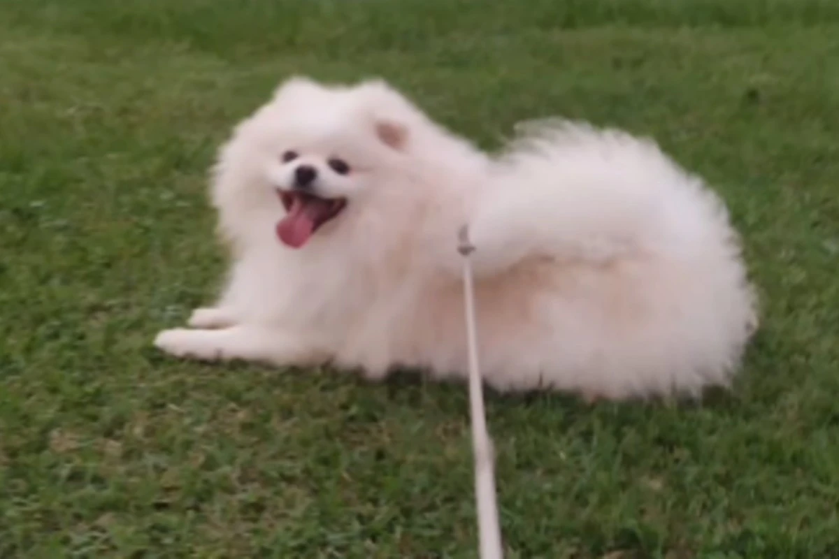 Cachorro morre “torrado” horas após banho em pet shop, diz dono