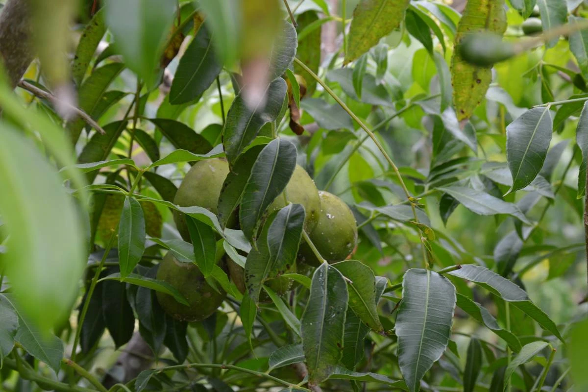 Fruta tropical ajuda no combate a inflamações e fortalece imunidade