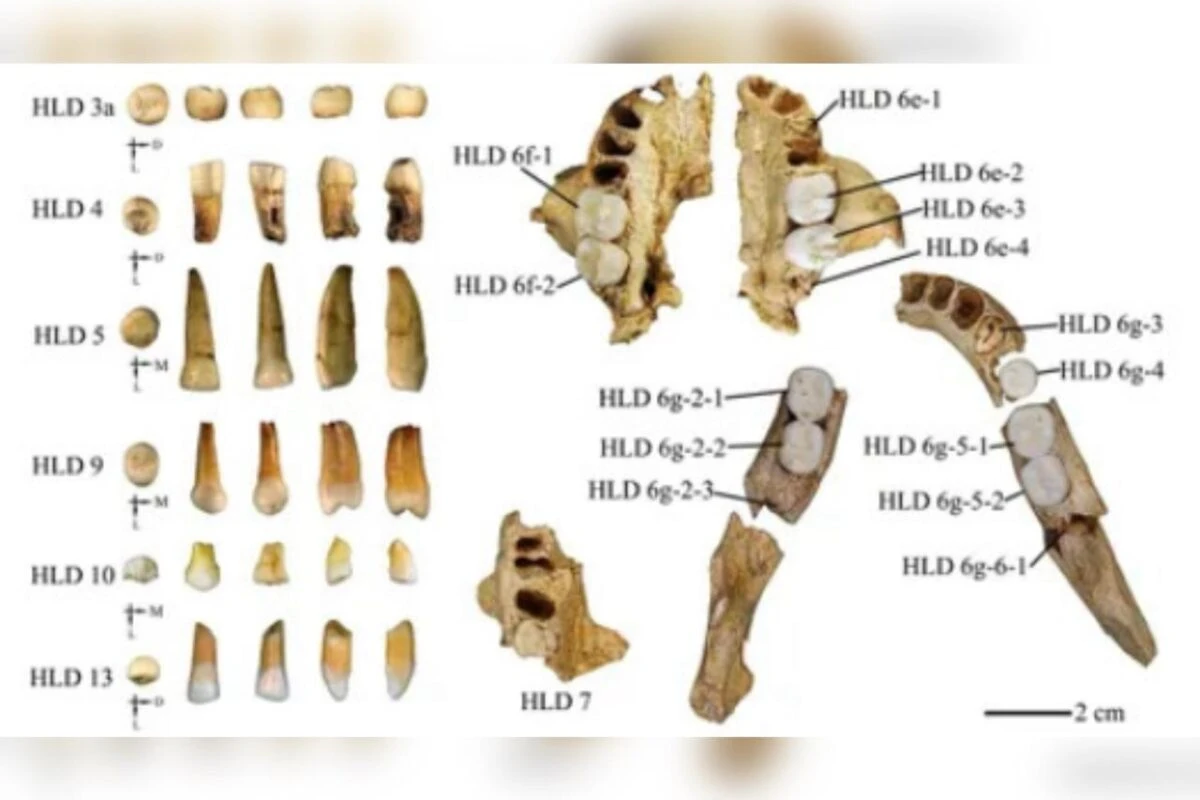 Dentes de 300 mil anos revelam cruzamento entre humanos e Homo erectus
