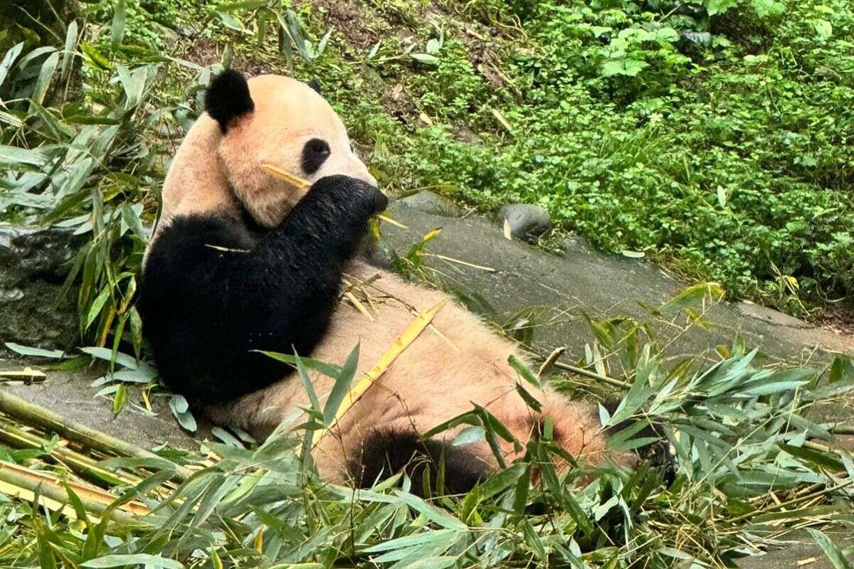 Saiba como vivem pandas “de primeira classe” em santuário na China