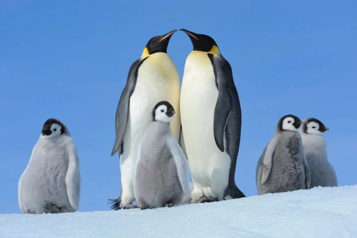 Penas de pinguins revelam contaminação por mercúrio na Antártica