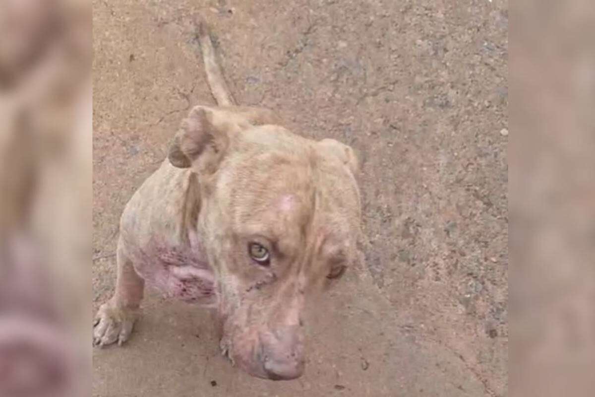 Vídeo: dona se muda e deixa pit-bull abandonado para morrer no DF