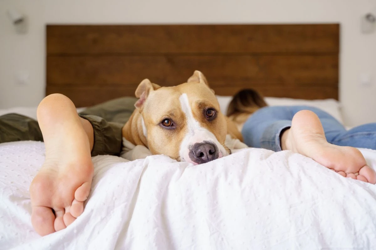 Transar com o pet no quarto faz mal? Confira o que diz veterinário