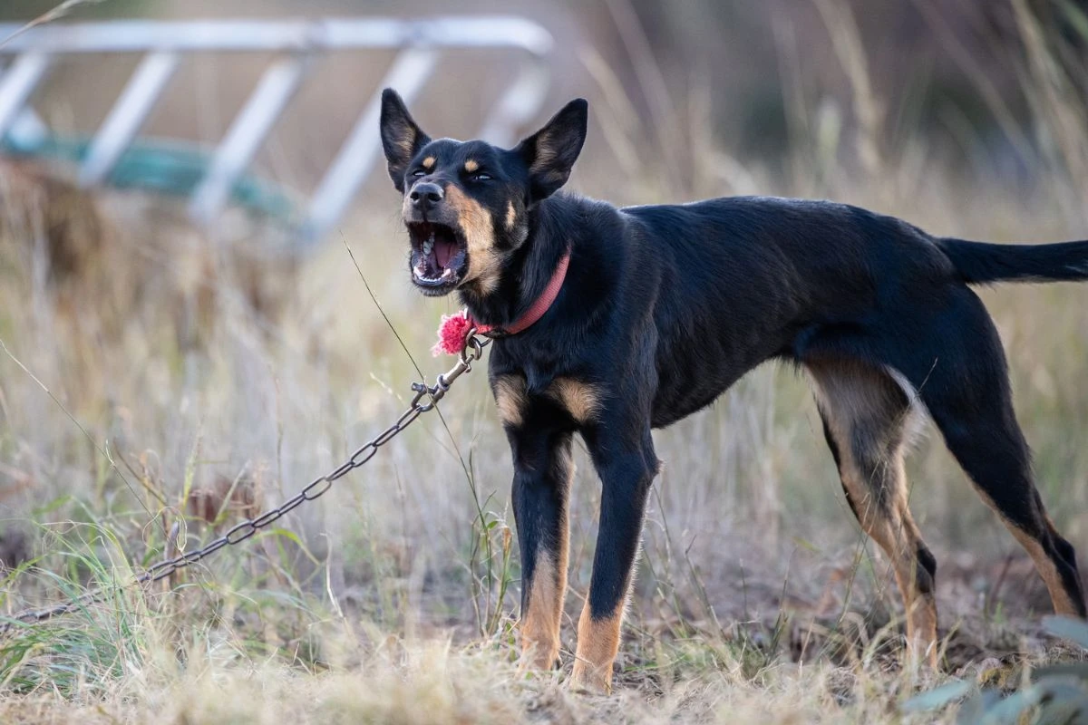Manter animal acorrentado passa a ser proibido em MG. Entenda