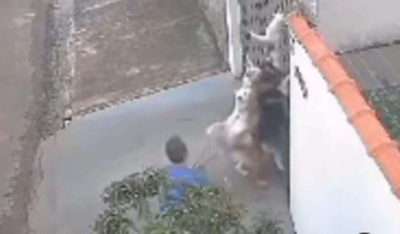 Huskies siberianos matam gato e tutor é preso por maus-tratos. Vídeo