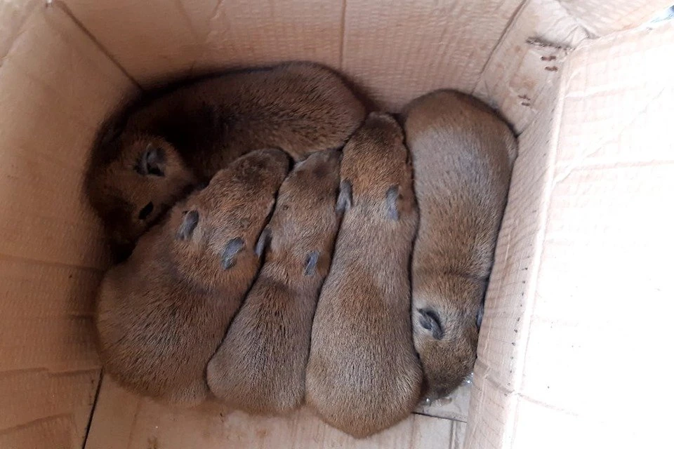 Vídeo: PMDF resgata cinco filhotes de capivara no Setor de Clubes Sul