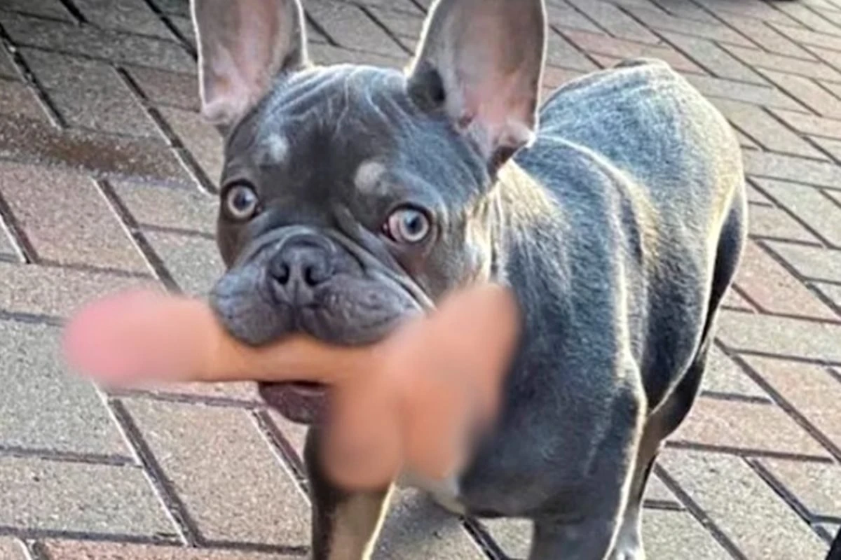 Cachorro foge com pênis de borracha e deixa dona apavorada