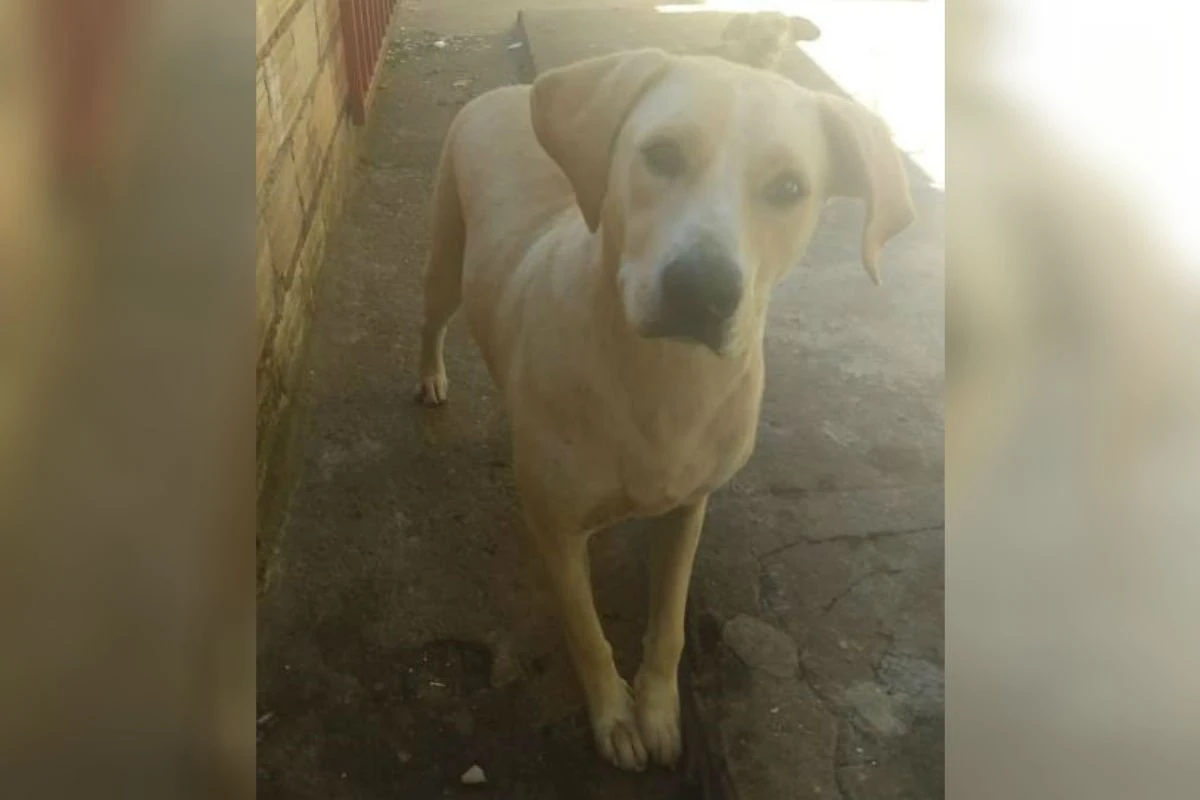 Polícia apura se candidato a vereador em Caldas Novas (GO) estuprou cadela