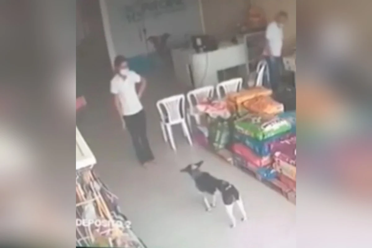 Cão gravemente ferido entra em clínica veterinária e recebe ajuda
